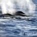 whale_humpback_h_00738_dom2834.jpg